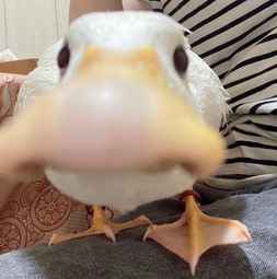 thumbnail of mallard_clogger.jpg