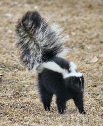 thumbnail of Striped skunk.jpg