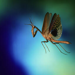 thumbnail of praying-mantis-in-flight-dr-john-brackenburyscience-photo-library.jpg