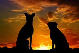 thumbnail of 2DogsAVN.jpg