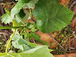 thumbnail of 20250425_120233.jpg