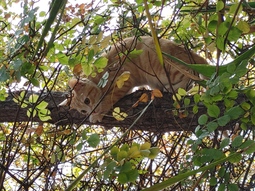 thumbnail of cat in tree.jpg