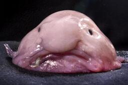 thumbnail of blobfish.jpg