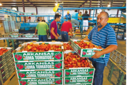 thumbnail of Arkansas Tomatoes are Ripe for the Pickin'.png