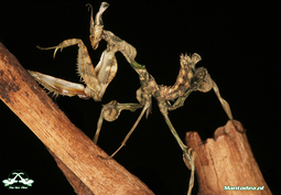 thumbnail of devils-flower-mantis-keepinginsectscom3-1.jpg
