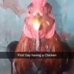 thumbnail of chicken.mp4