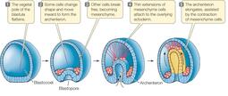 thumbnail of gastrulation.jpeg