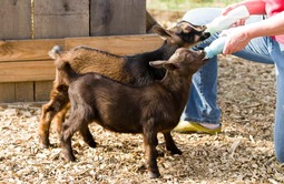 thumbnail of feeding-nigerian-goats.jpg