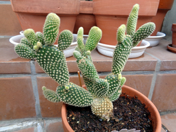 thumbnail of cactus20190623_00.jpg