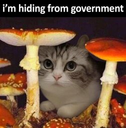 thumbnail of I am hiding from government.jpg