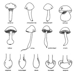 thumbnail of stipe-forms-and-bulb-types.jpg