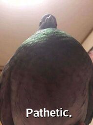 thumbnail of 1743713472811119m.jpg
