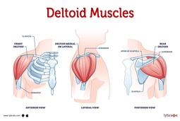 thumbnail of image-of-the-deltoid-muscles.jpg