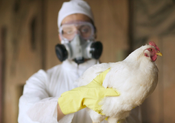 thumbnail of H5N1_bird-flu.jpg