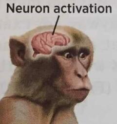 thumbnail of monkey brain.jpg