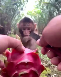 thumbnail of A little monkey being given a fruit.mp4