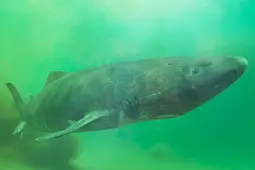 thumbnail of the-secret-behind-greenland-sharks-centuries-long-lifespan-is-finally-uncovered.jpg[1].webp