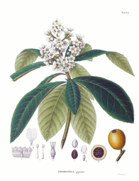 thumbnail of Eriobotrya_japonica.png