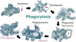 thumbnail of Phagocytosis.jpg