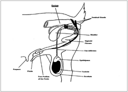 thumbnail of goat-physiology.png