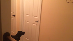 thumbnail of Smart dog opening door!.mp4
