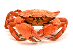 thumbnail of Crab-copy.jpg