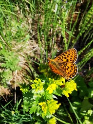 thumbnail of Argynnis aglaja_Male.jpg