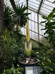 thumbnail of Titan arum.jpg