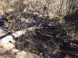 thumbnail of Went up the ravine to tie back this tree that was leaning over the camp...jpg