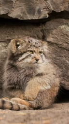 thumbnail of Pallas’s cat kitten is learning to put paws on a tail.webm