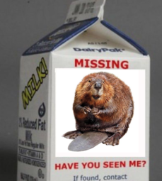 thumbnail of Beaver missing.png