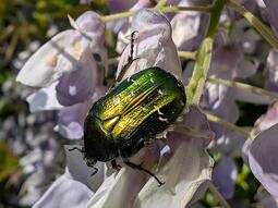 thumbnail of Cetonia aurata.jpg