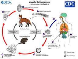 thumbnail of Echinococcus_multi_LifeCycle_lg.jpg