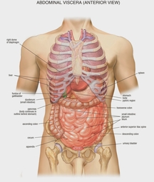thumbnail of abdominal-organ-anatomy-stomach-organ-diagram-human-anatomy-diagram.jpg