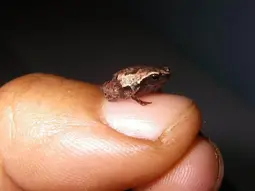 thumbnail of smallest_frog.webp
