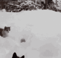 thumbnail of cats-snow.gif