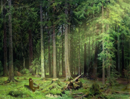 thumbnail of gondolla-forest.webm