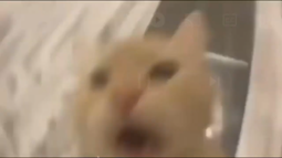 thumbnail of cat..mp4