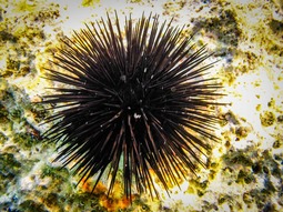 thumbnail of Sea-Urchin.jpg