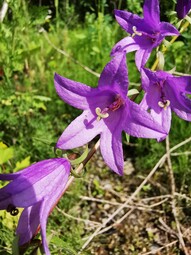 thumbnail of Campanula rapunculoides.jpg