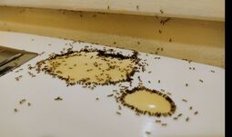 thumbnail of ants.jpg