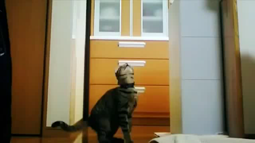 thumbnail of jumping cat.webm
