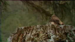 thumbnail of Карлик в лесной шапке из коры бегает с дудочкой в лесу гном.webm