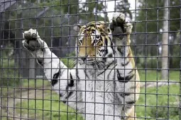 thumbnail of selective-focus-shot-tiger-standing-600nw-1816308476.webp