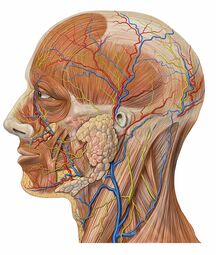 thumbnail of 800px-Lateral_head_anatomy_detail.jpg