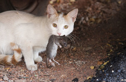 thumbnail of cat-with-rat.jpg