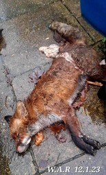 thumbnail of dead-fox-weymouth-animal-rights-624x1024_6622c1639606ee07047bafc6.jpg
