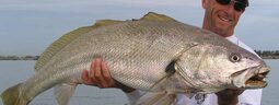 thumbnail of jewfish1-980x370.jpg