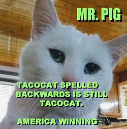 thumbnail of mr pig tacocat.jpg
