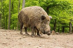 thumbnail of boar.jpg